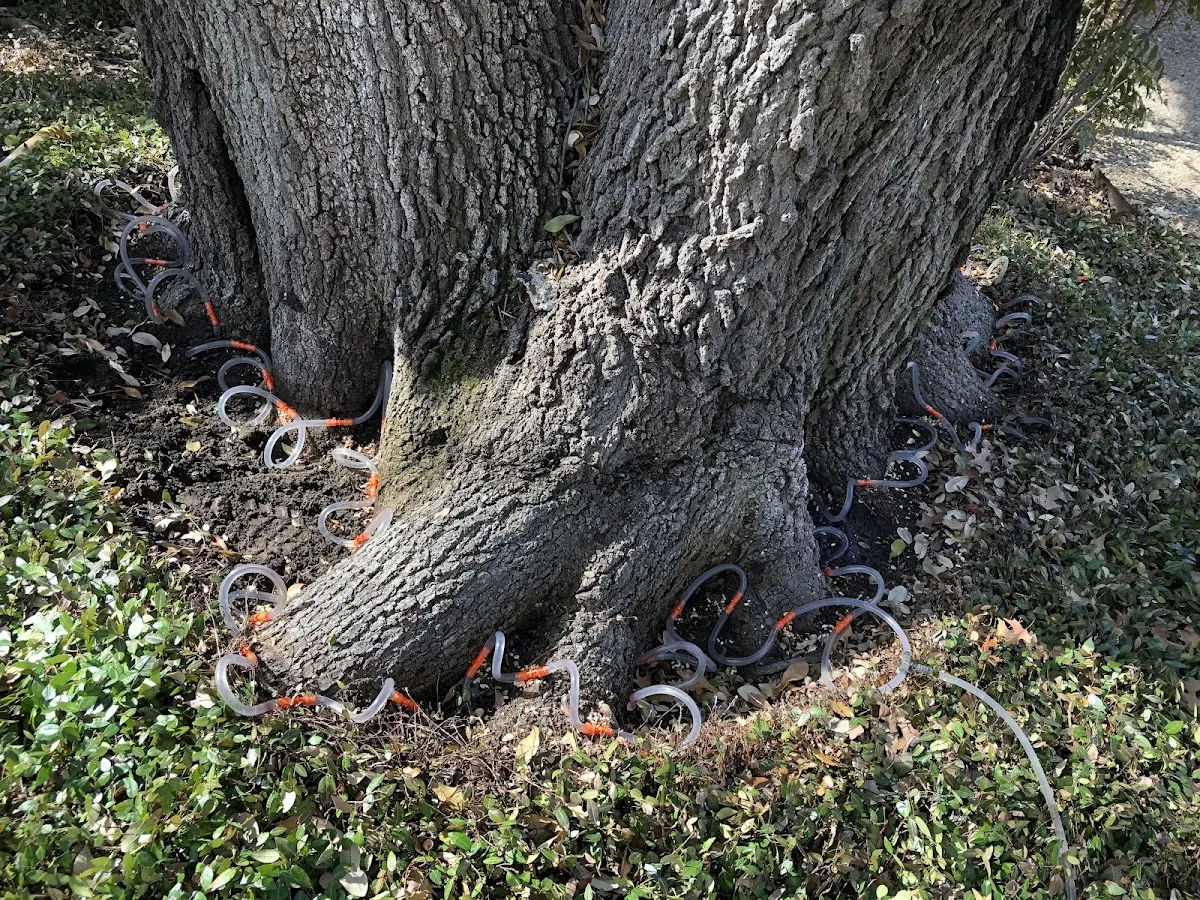 Detailed Tree Cabling and Bracing job site in Murray